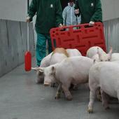 El sector porcino expresa su «total rechazo» a las prácticas denunciadas en la granja de Burgos