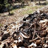 Denuncian un vertedero ilegal de animales muertos junto a la «granja del terror» de Burgos