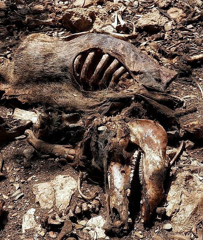 Imagen secundaria 2 - Imágenes de un cerdo agonizando en el exterior y de un cadáver de cerdo en descomposición. 