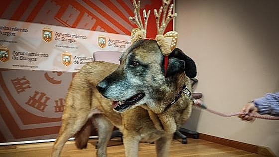 Viela y otros 80 animales buscan familia en Burgos