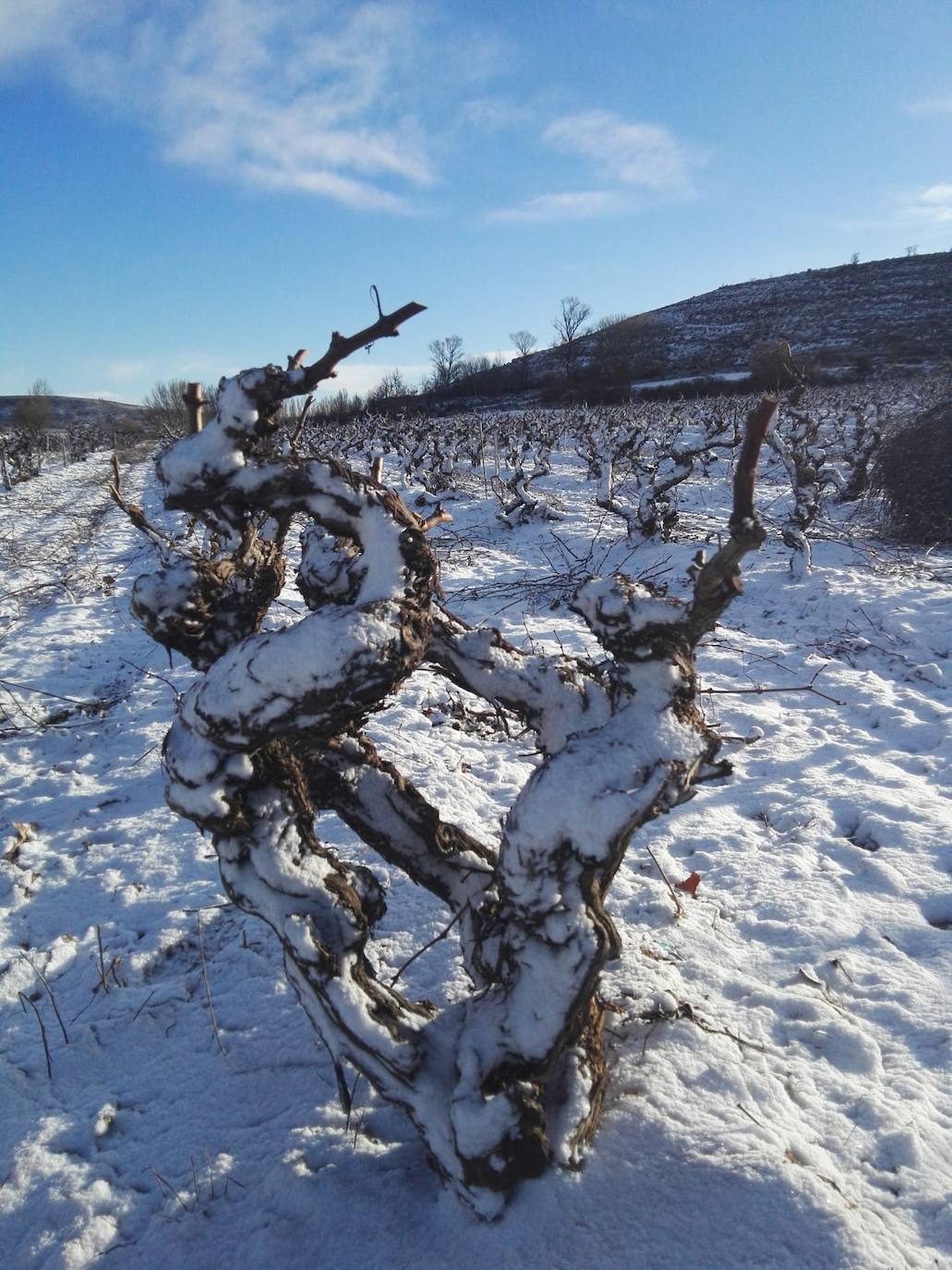 Viñedos nevados en Viejas de Izán, en Gumiel de Izán