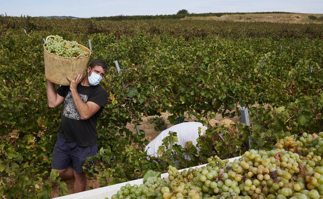 Trabajadores en un viñedo. 