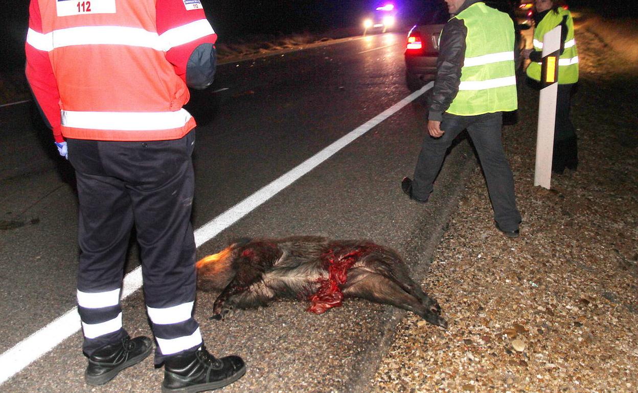 Las llamadas por incidentes con animales suponen un alto porcentaje de las atendidas en la provincia de Burgos. 