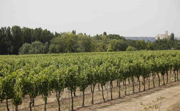 Una marcha entre ríos y viñas para celebrar el 8 de marzo en Aranda