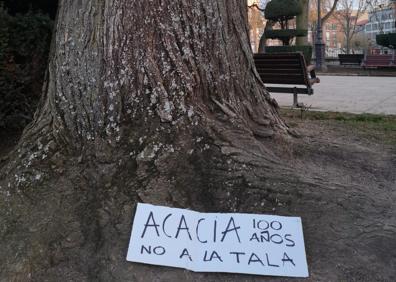 Imagen secundaria 1 - Carteles de despedida de las acacias en el Espolón 