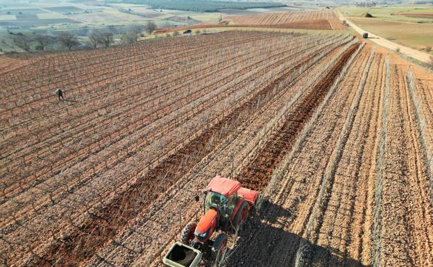 Ribera del Duero exportó un 7% más de botellas en 2022