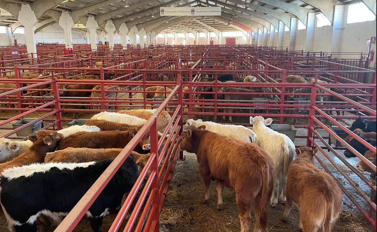 Mercado de ganados de Salamanca. 