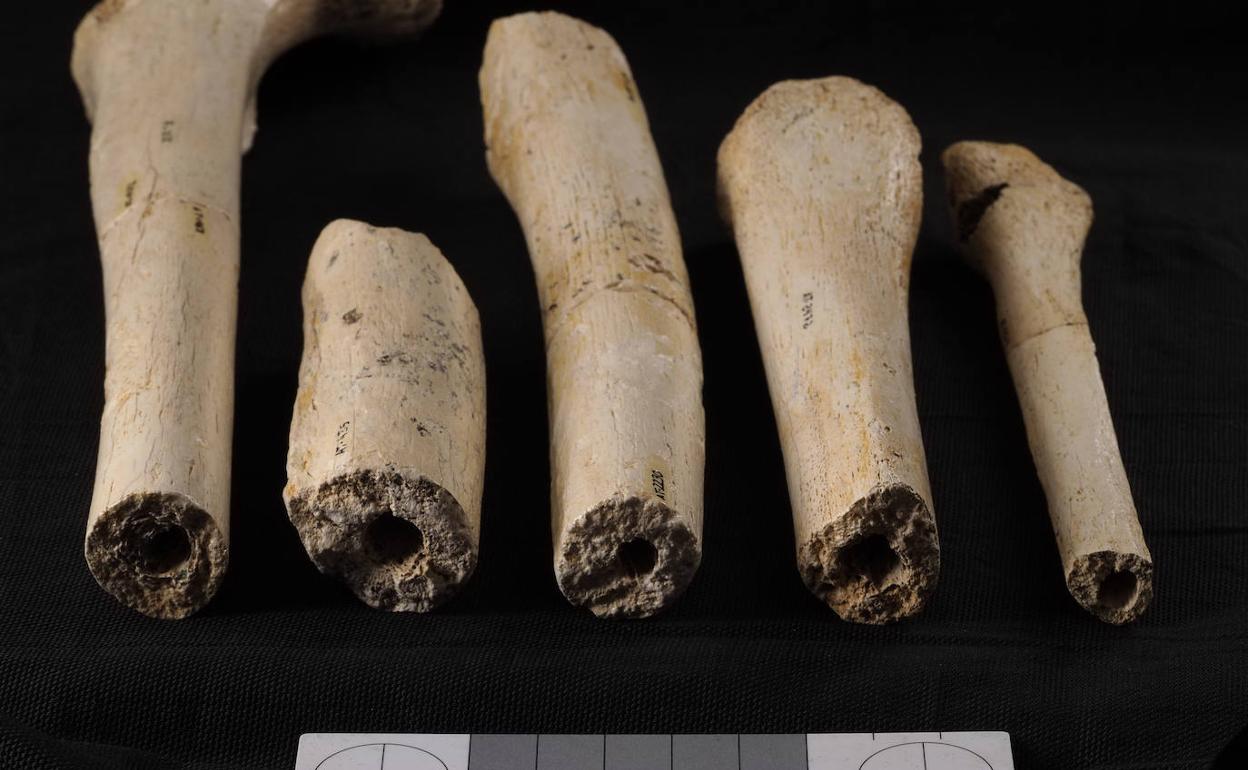 Huesos largos recuperados en la Sima de los Huesos donde se observan las roturas producidas post mortem, por presión de sedimento, que es el patrón dominante en la colección. 