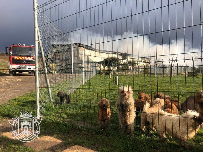 Algunos de los perros rescatados por los Bomberos de Burgos.