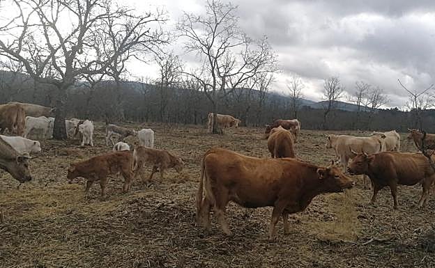 Parte del ganado de Deme González, en el término de Martiago, Salamanca. 