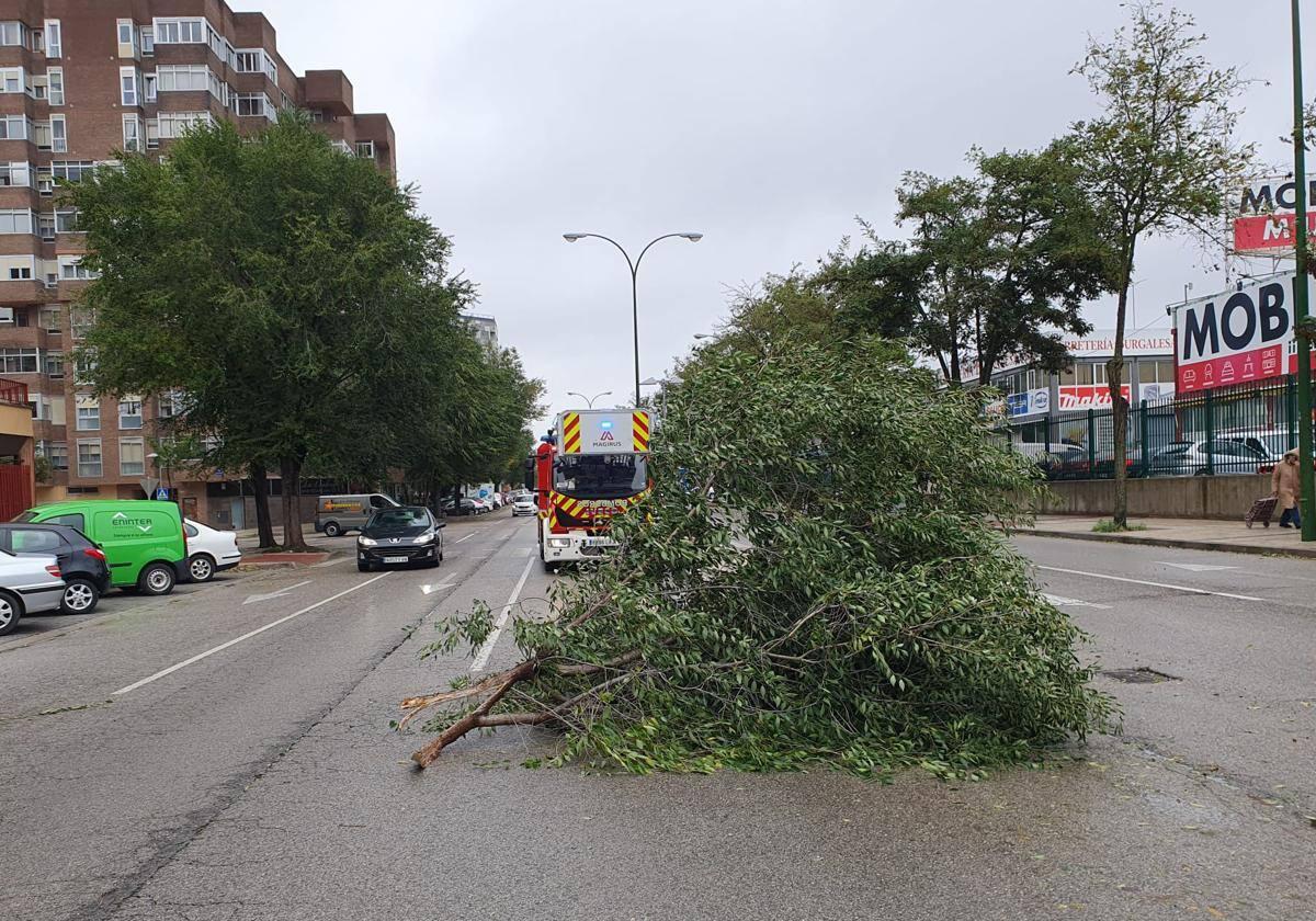 Imagen de archivo de un árbol dañado por el viento.