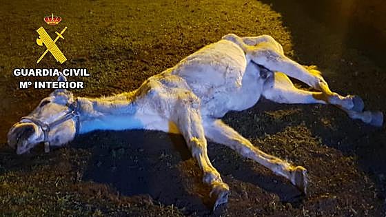 Investigado en Las Merindades por desatender a un caballo de su propiedad