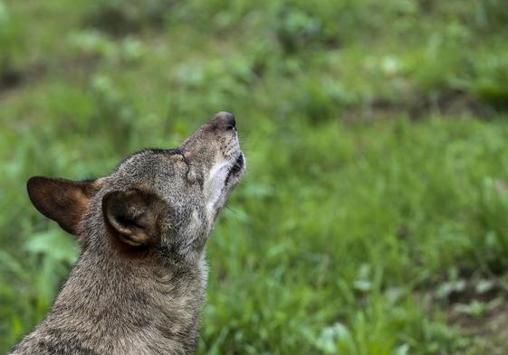 Un lobo Ibérico en las instalaciones del centro de interpretación del lobo de Belmonte.