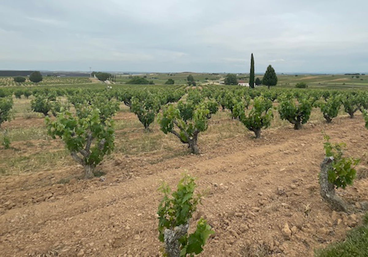 Viñedo de Viña Pedrosa, en Pedrosa de Duero.