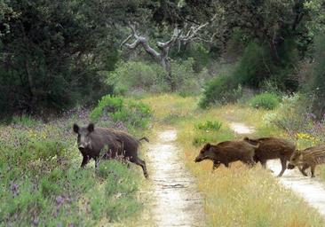 Aparecen nuevamente jabalíes con triquinelosis en la Sierra de la Demanda