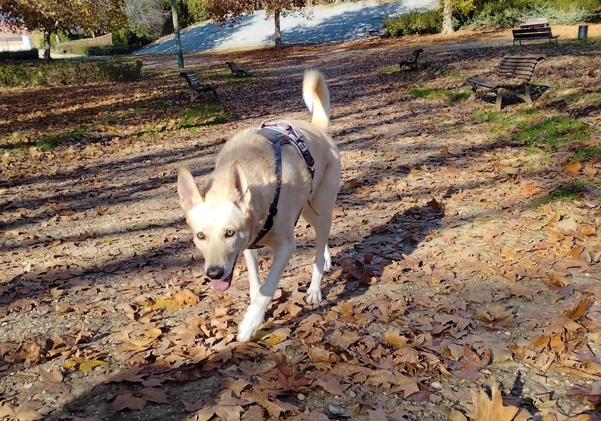 Imagen de archivo de un perro en un parque.