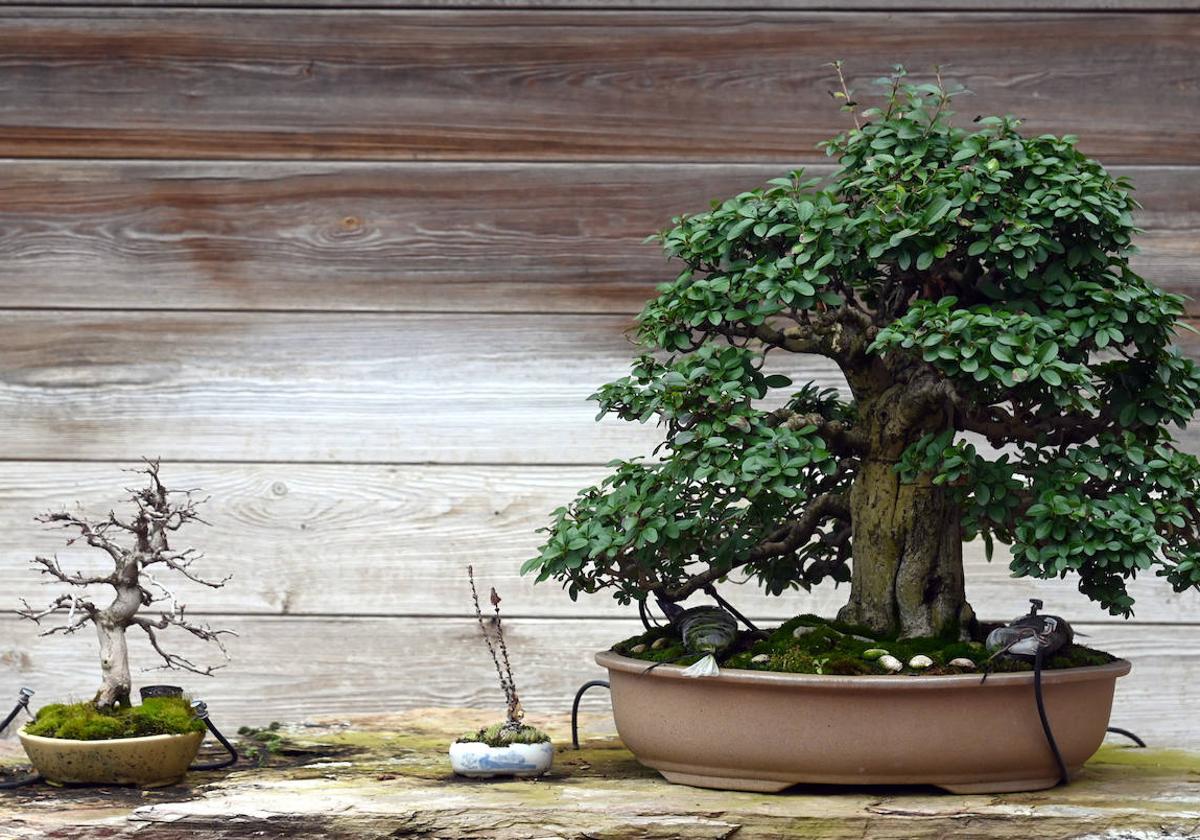 Museo del Bonsai de Villagonzalo Pedernales