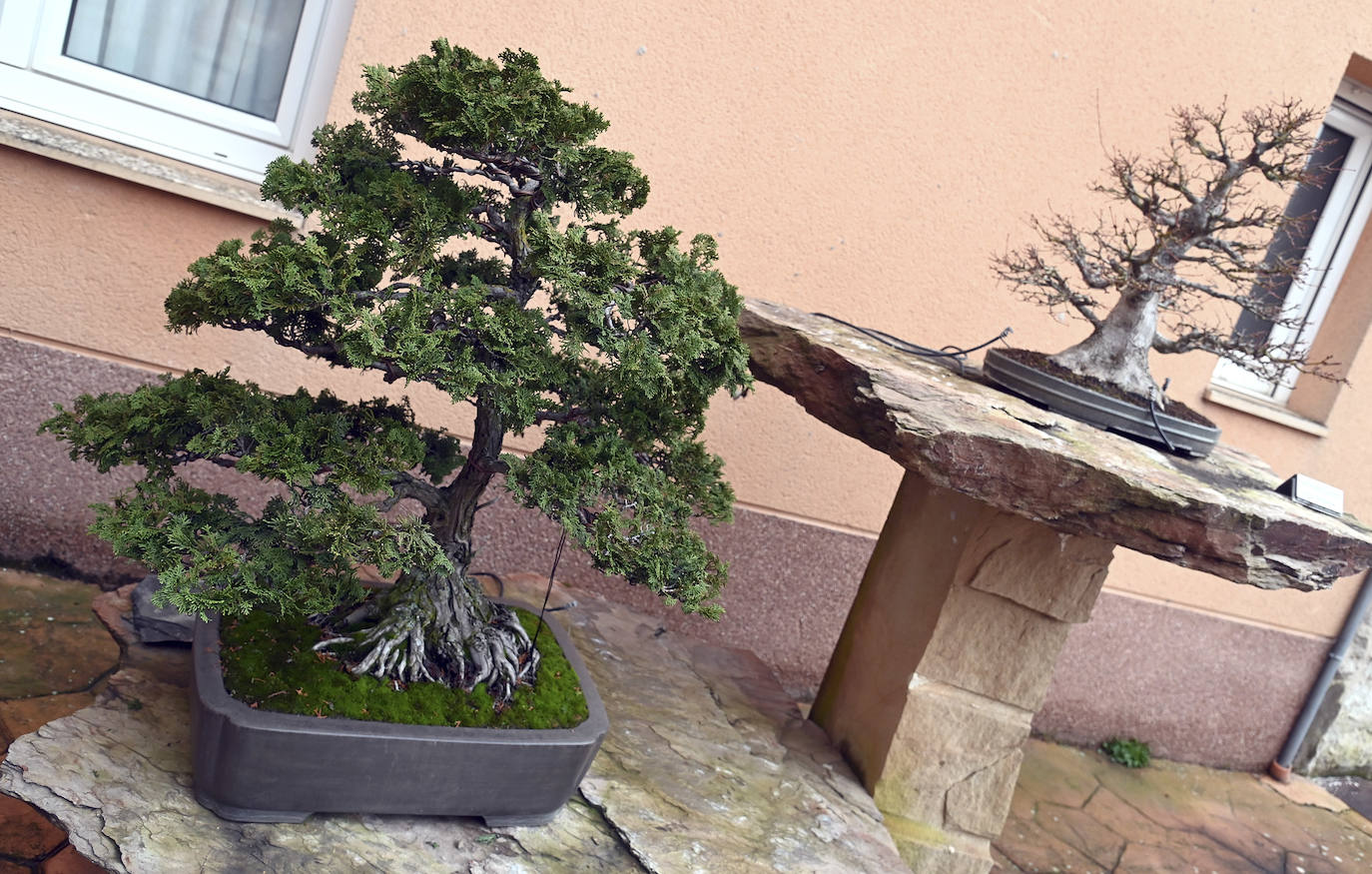 Museo del Bonsai de Villagonzalo Pedernales