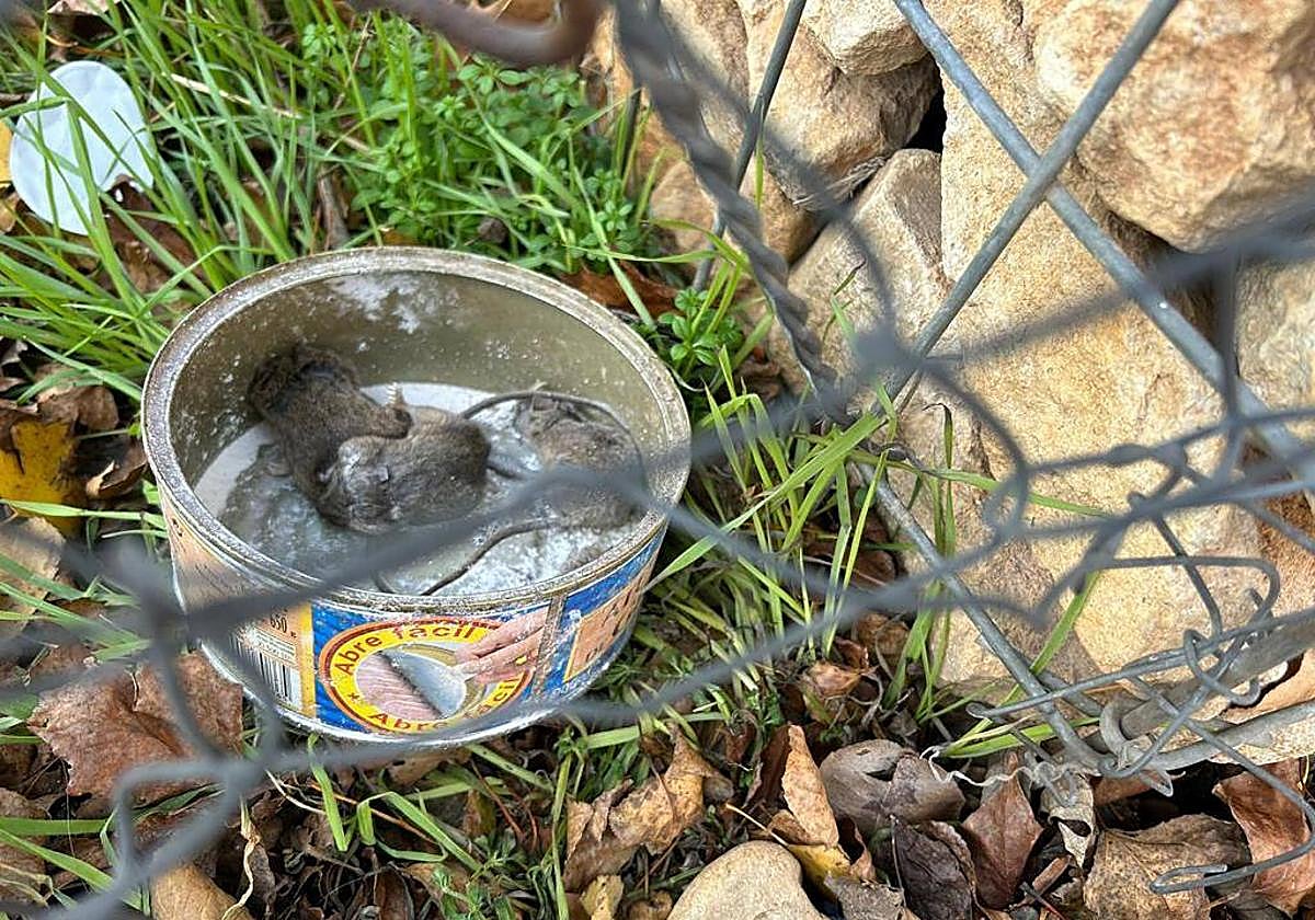 Ratones muertos en la calle María de Zayas.