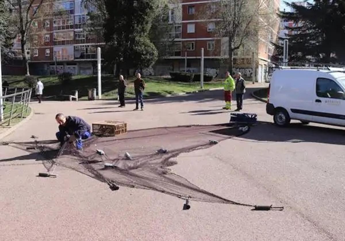 El servicio realiza capturas periódicas de palomas.