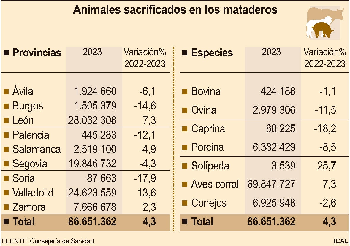 Animales sacrificados en los mataderos.