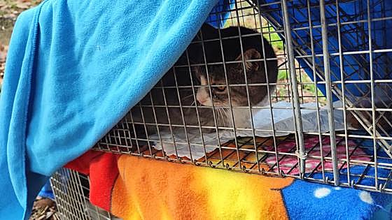 Burgos se adapta a la ley de bienestar animal y tramita 70 solicitudes de alimentadores de gatos
