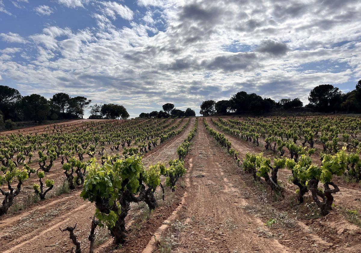 Viñedos de la DO Ribera del Duero.