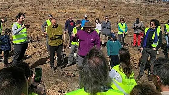 Mil nuevas sabinas para la zona del incendio del Arlanza