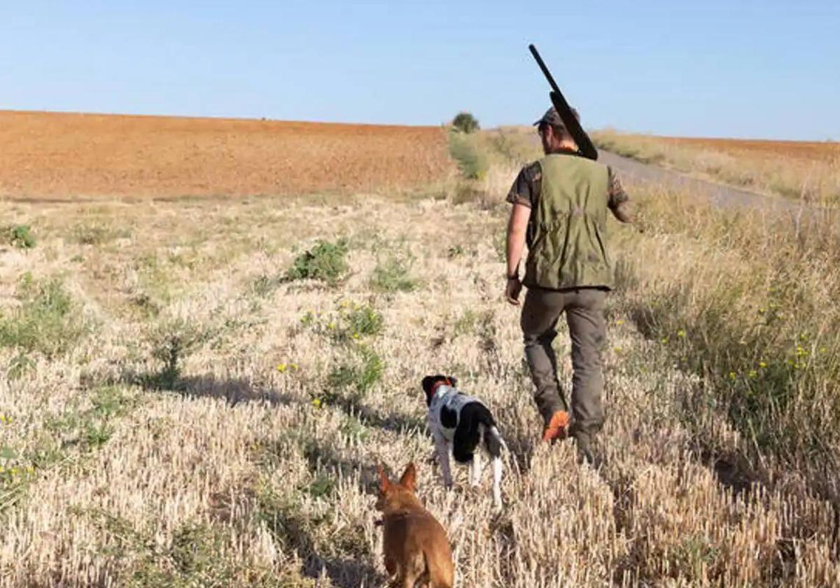 Cazador con los perros en un coto.