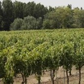 La UBU acoge una jornada sobre retos y soluciones del sector del vino en Burgos
