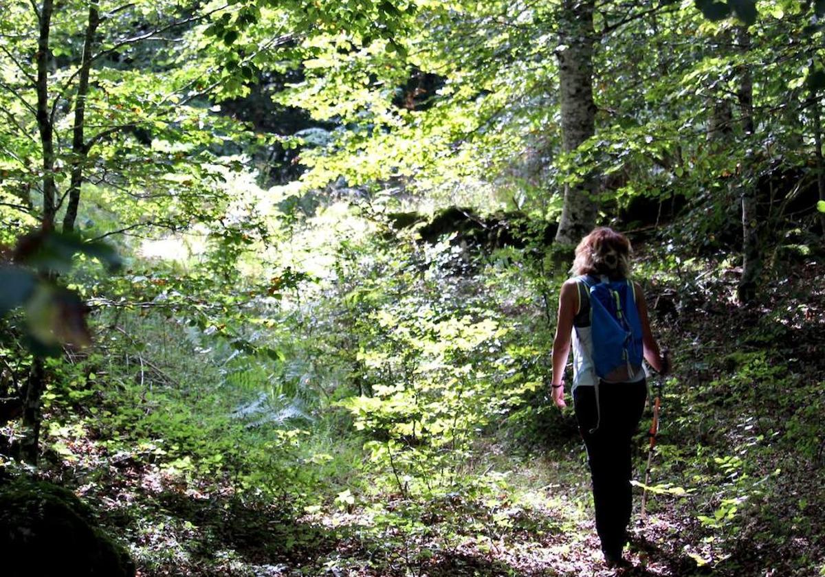 Los baños de bosque se realizan de forma pausada.