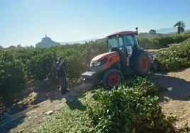 Un agricultor tritura las podas de su huerto.