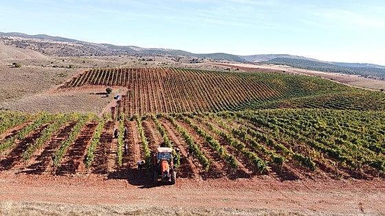 Fuentenebro pone en valor los viñedos de altura como reto ambiental de futuro