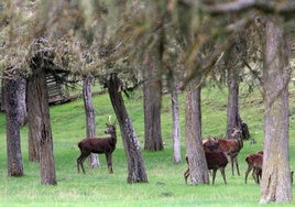 Ciervos entre los pinares.