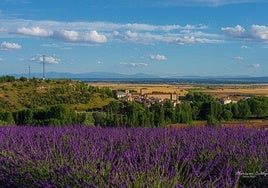 Campos de lavanda del municipio burgalés de Caleruega