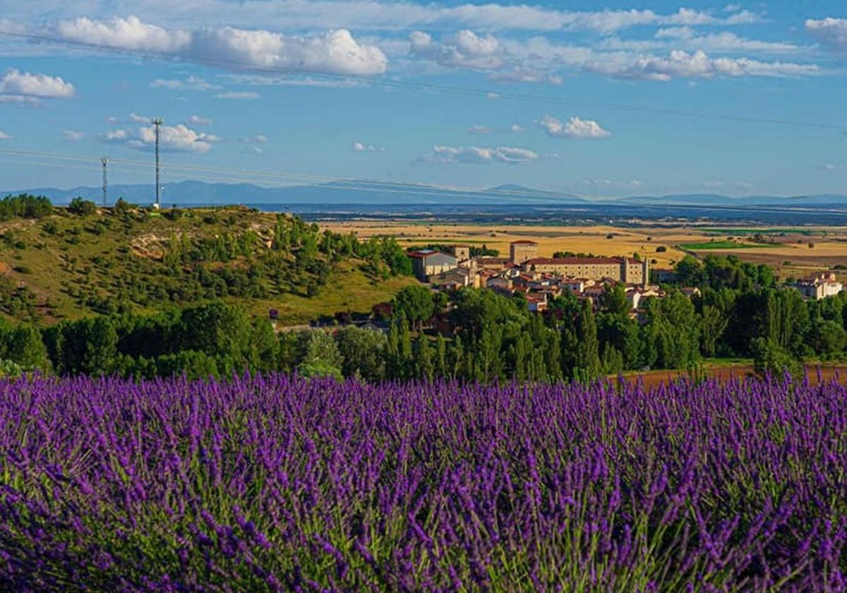 Campos de lavanda del municipio burgalés de Caleruega