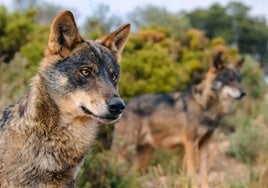 El lobo gana terreno y cría en los montes de la provincia.