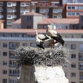 Una familia de cigüeñas obliga a frenar la recuperación de San Francisco