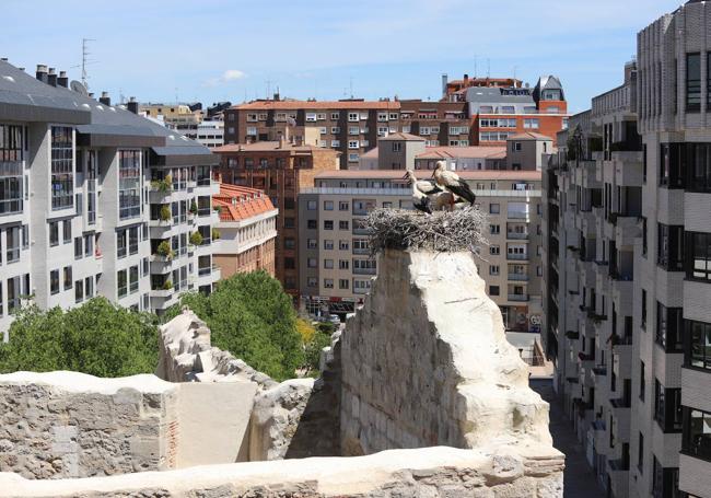 La pareja de cigüeñas ha criado tres pollos y no se pueden acometer obras en el monasterio hasta que se marchen.