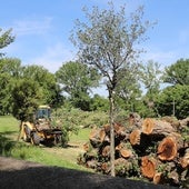 Burgos pierde un centenar de árboles tras las talas de El Parral y La Quinta