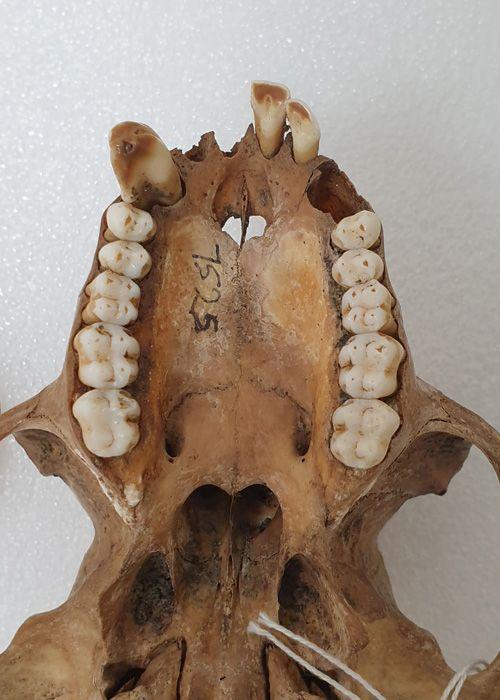 Dentición completa del mono, mostrando molares que pueden ser utilizados para la calibración de los escaneos.