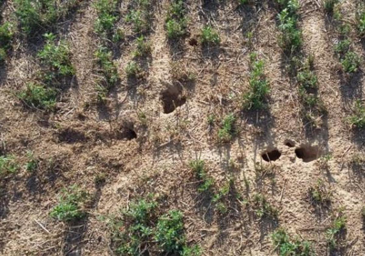 Imagen de archivo de una parcela de alfalfa afectada por la plaga de topillos.