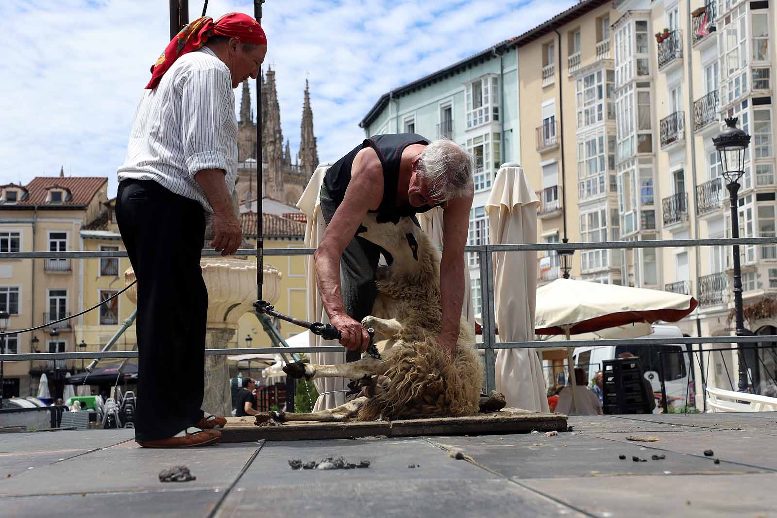 La celebración del esquileo en Burgos, en imágenes