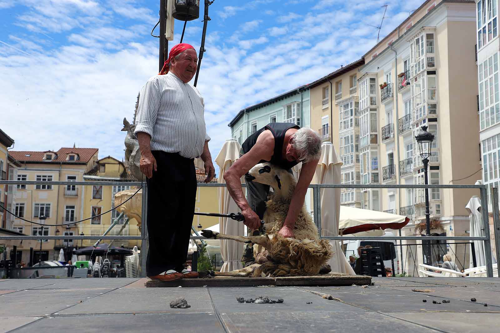 La celebración del esquileo en Burgos, en imágenes