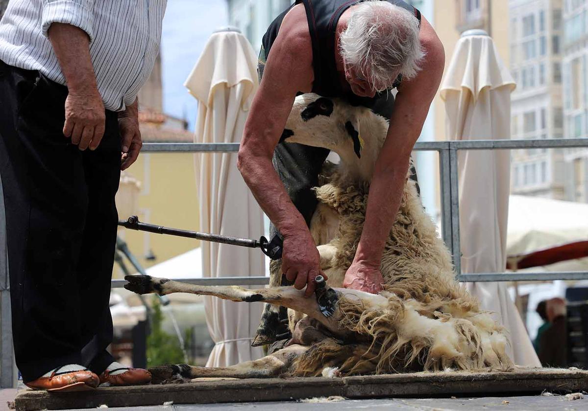 Esquilador con una oveja en la plaza Huerto del Rey este domingo.