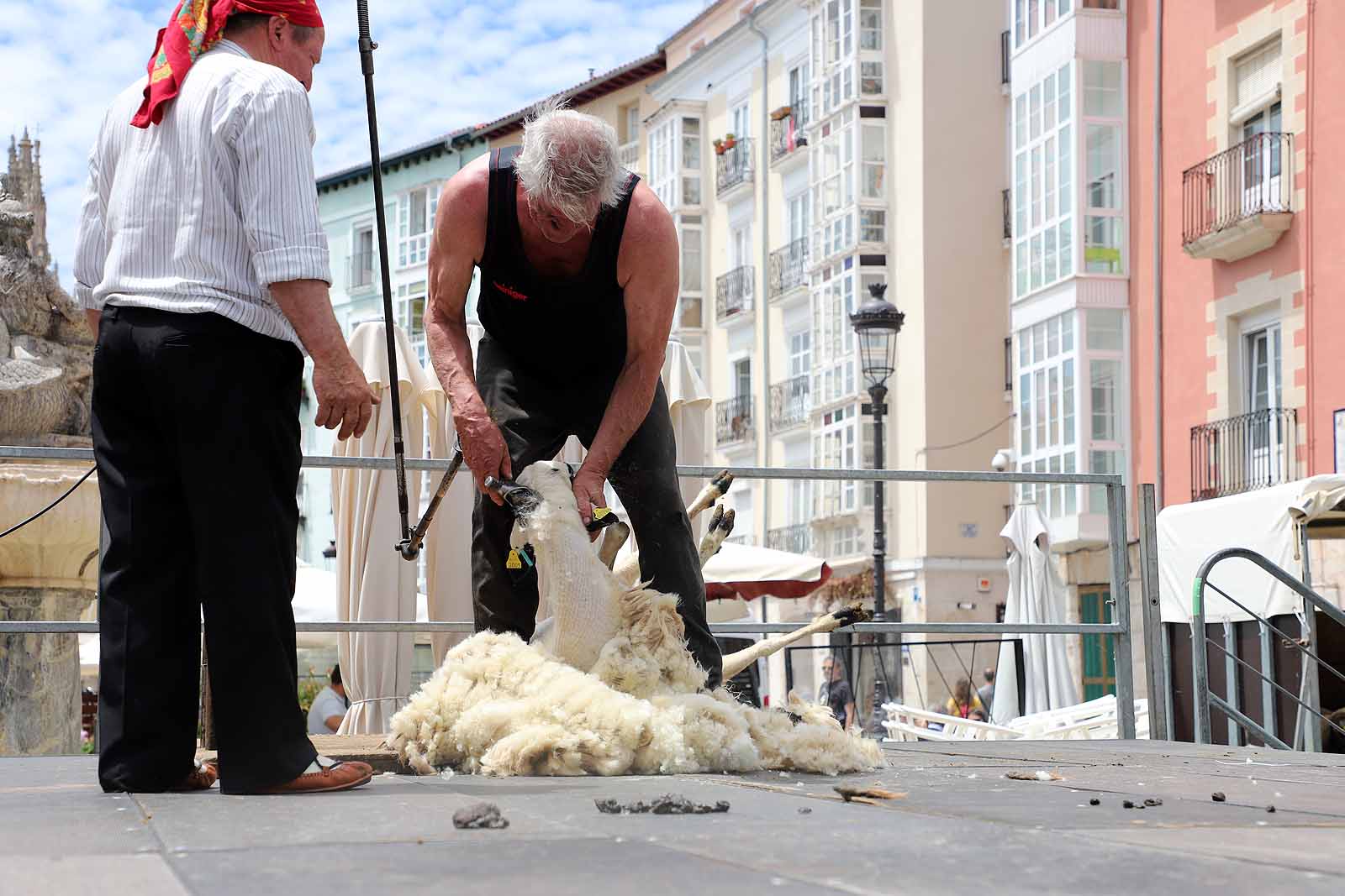 La celebración del esquileo en Burgos, en imágenes