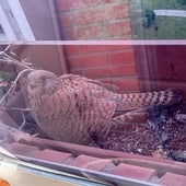 La curiosa historia de dos cernícalos que crían a sus pollos en una ventana de Burgos