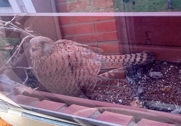 La curiosa historia de dos cernícalos que crían a sus pollos en una ventana de Burgos