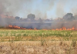 A pesar del buen arranque de año, varios incendios han calcinado casi medio millar de hectáreas en Burgos.