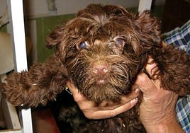 Uno de los ejemplares rescatados en el criadero ilegal de Burgos.